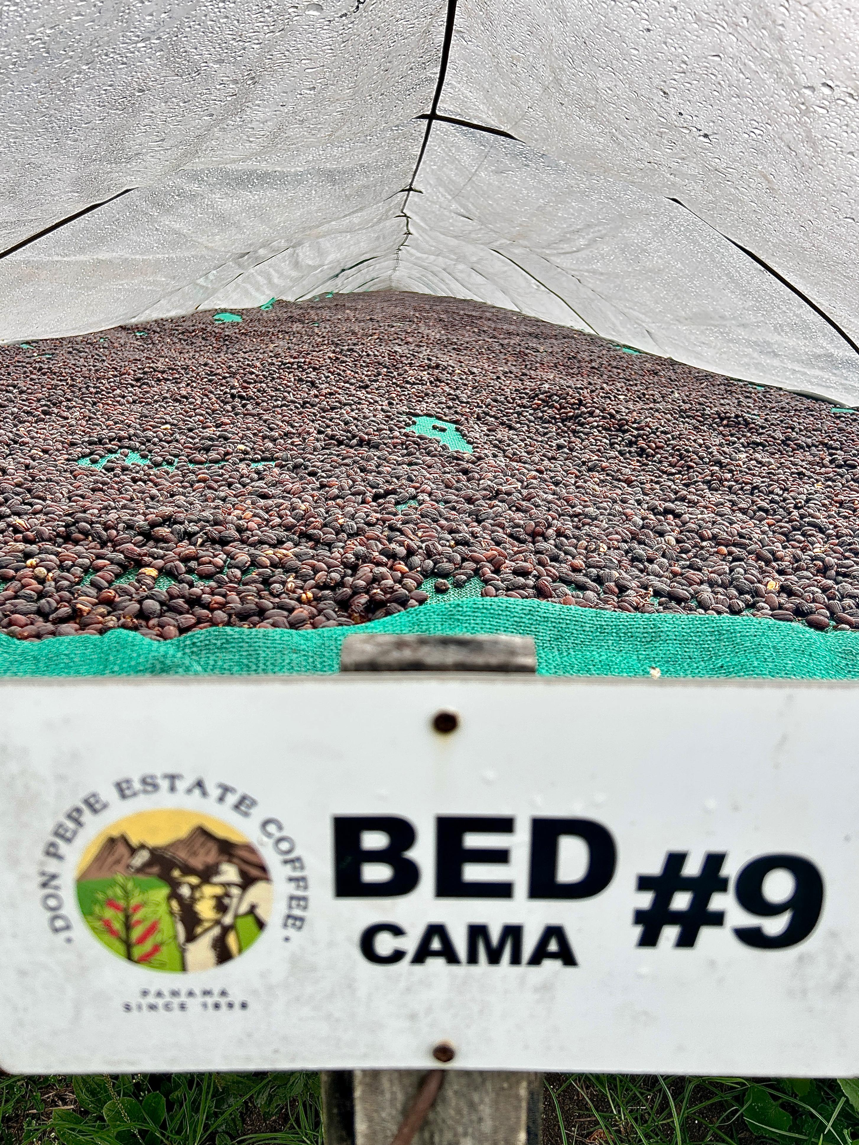 DON PEPE ESTATE, Panama (Washed) Cafea de Specialitate